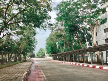 Empty road along trees and plants in city