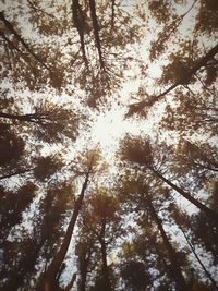 Low angle view of trees in forest