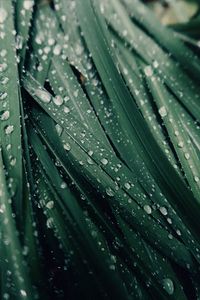 Full frame shot of raindrops on leaves