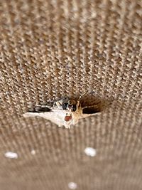 High angle view of crab on land