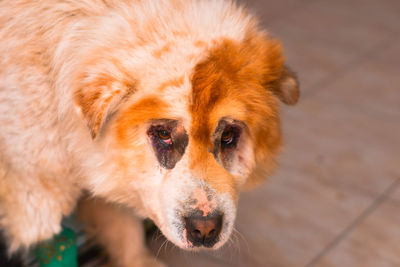 Close-up portrait of dog