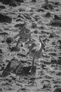 High angle view of bird on beach