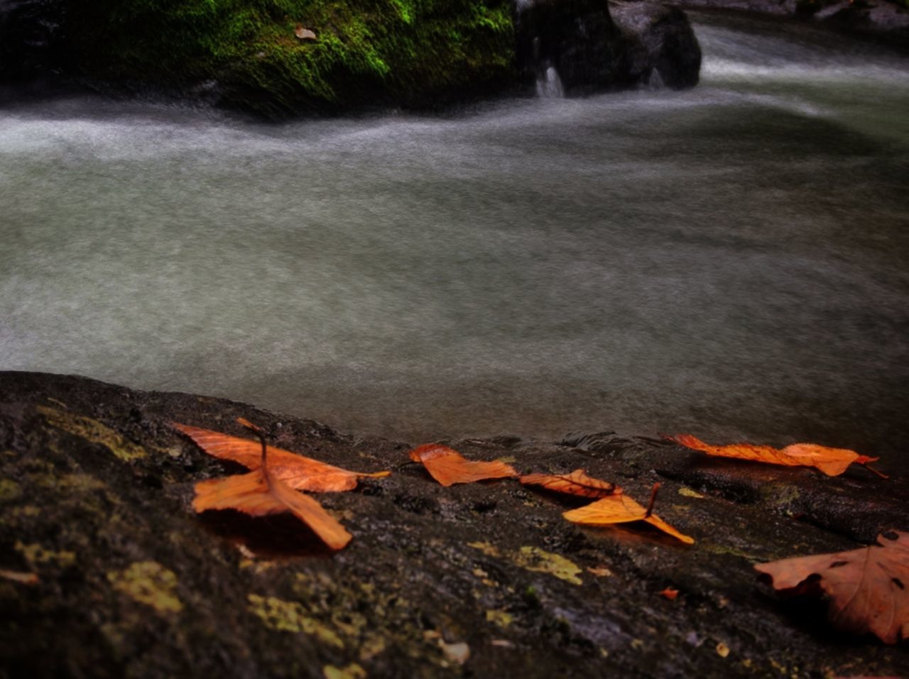 autumn, season, leaf, change, water, nature, high angle view, rock - object, outdoors, falling, leaves, no people, fallen, tranquility, day, beauty in nature, orange color, close-up, weather, surface level