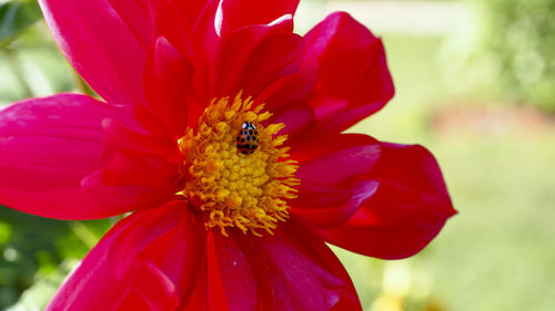 Close-up of red flower