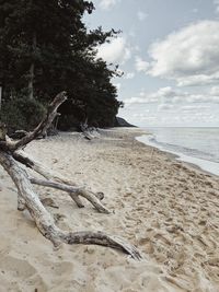 Driftwood on beach against sky