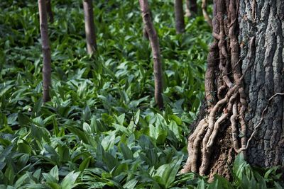 Trees growing in forest