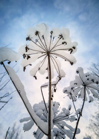 Low angle view of snow on plant against sky