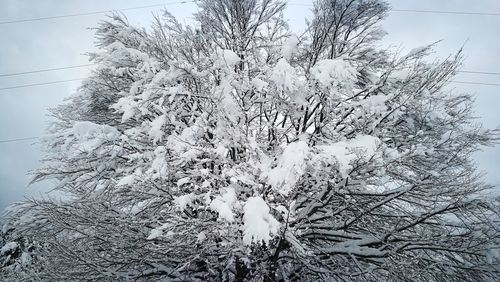 Low angle view of snow on plants