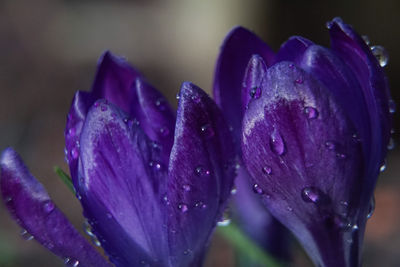 Close-up of water drops on purple flower