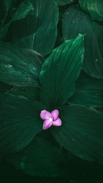 Close-up of pink lotus water lily