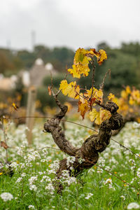 Close-up of yellow flowering plant on field