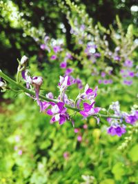 Close-up of purple flowers