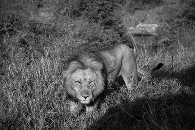 Lion relaxing on grassy field