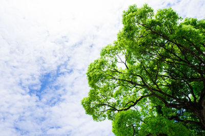 Low angle view of trees against sky