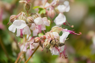 Close-up of insect on pink flower