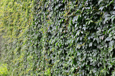 Full frame shot of ivy growing on wall