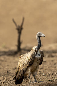 Close-up of eagle