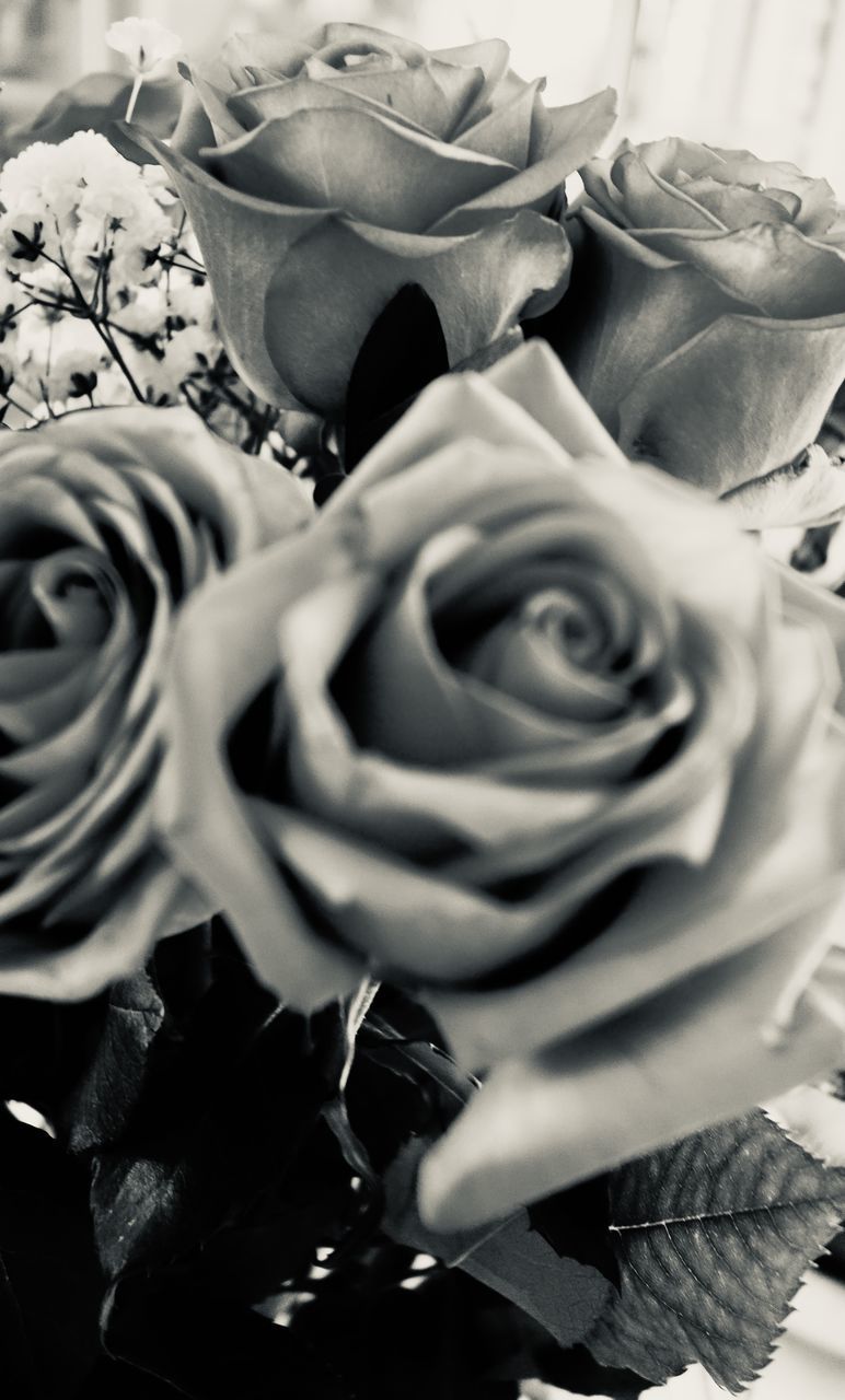 CLOSE-UP OF ROSE BOUQUET AGAINST RED ROSES