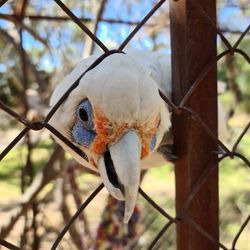 Close-up of a bird