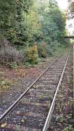 Railroad tracks amidst trees