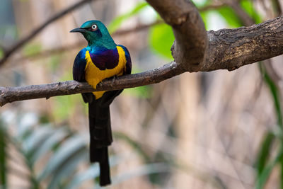 Close-up of bird perching on branch