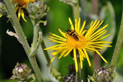 Close-up of bee pollinating on yellow flower