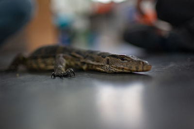 Close-up of lizard on floor