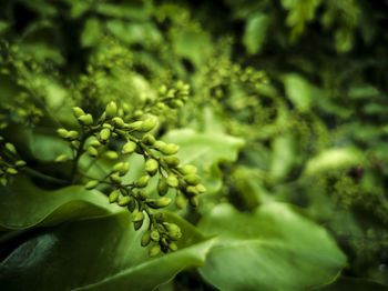 Close-up of fresh green plant