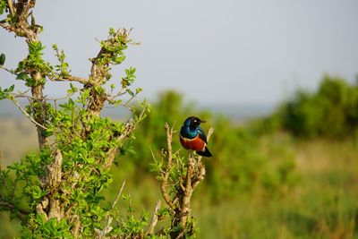 Bird perching on a tree