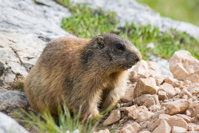 Wilde marmots in dolomites