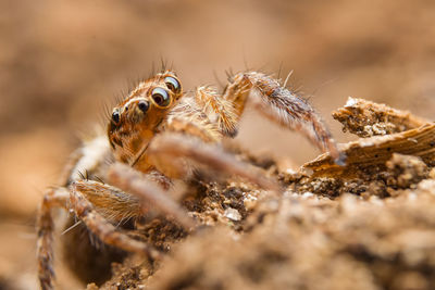 Close-up of spider