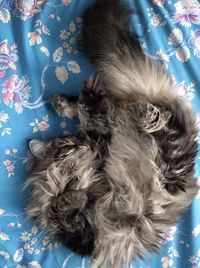 High angle view of cat resting on bed