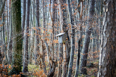Pine trees in forest