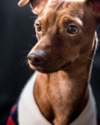 Close-up of dog looking away