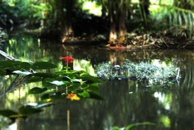 Reflection of plants in pond