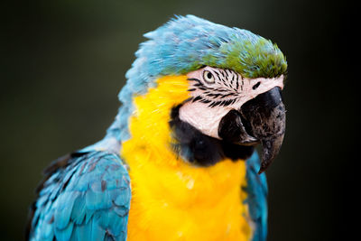 Close-up of gold and blue macaw