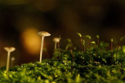 Close-up of mushroom growing on plant