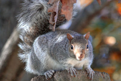 Close-up portrait of squirrel