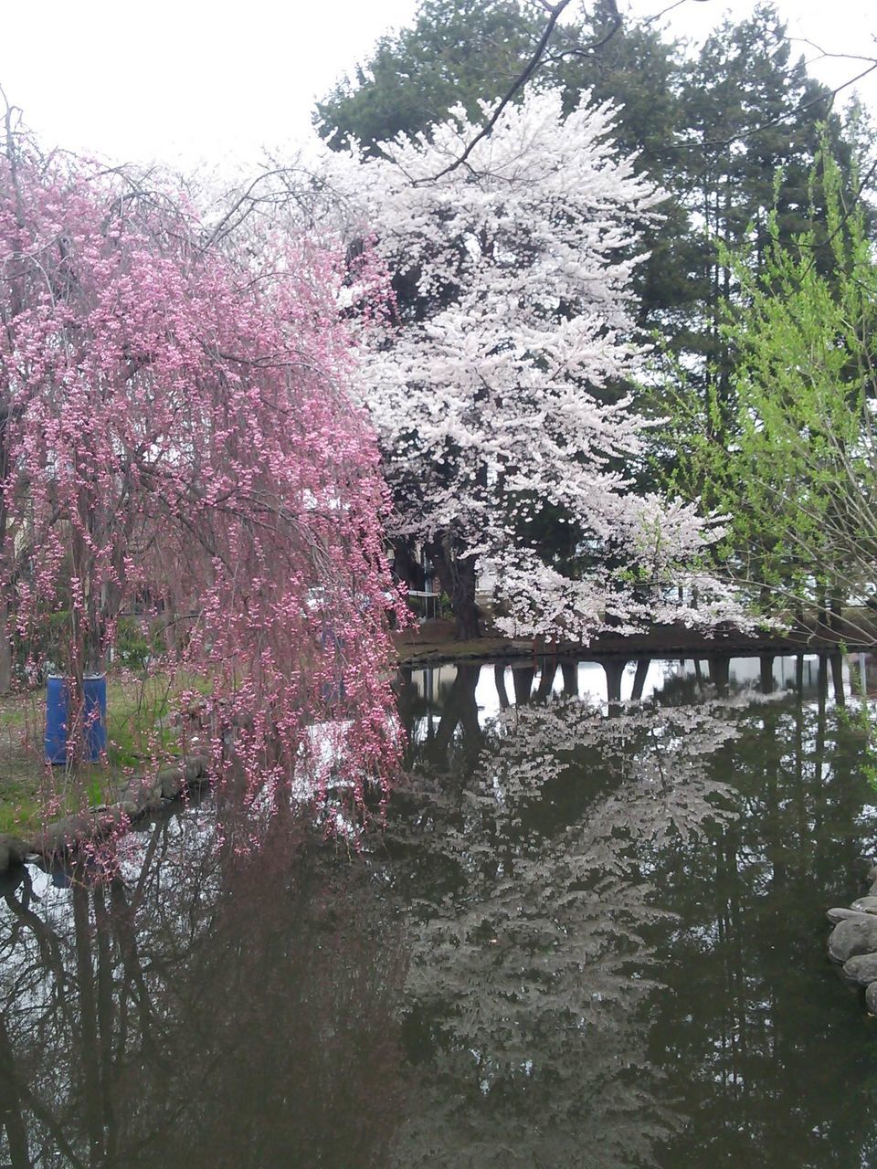 tree, flower, growth, nature, beauty in nature, park - man made space, tranquility, water, branch, railing, plant, tranquil scene, day, built structure, outdoors, season, bridge - man made structure, scenics, clear sky, sky