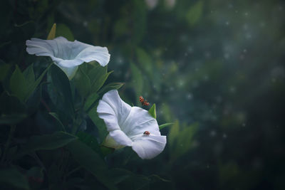 Close-up of white rose flower