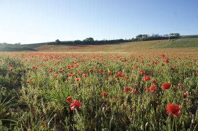 Full frame shot of red flowers in field