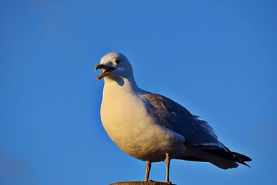 Low angle view of seagull perching against clear blue sky