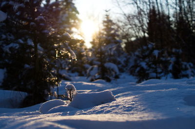 Trees on snow covered land during sunset