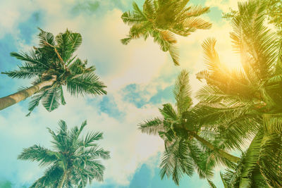 Low angle view of palm trees against sky