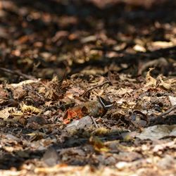 Close-up of autumn leaves on field