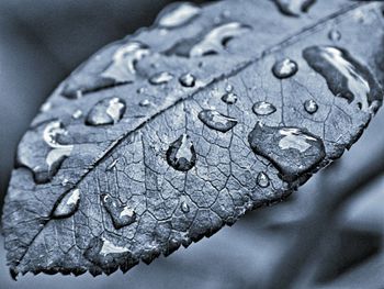 Close-up of leaf