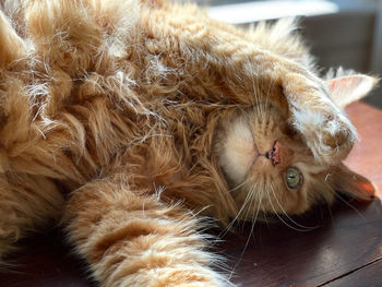 Close-up of a cat lying down