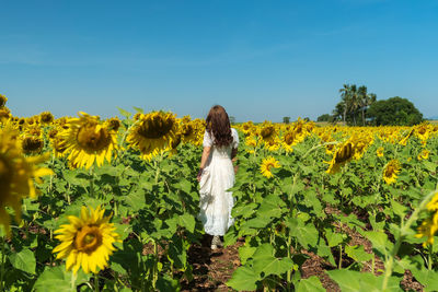 Scenic view of sunflower field against sky