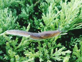 Close-up of slug on plant