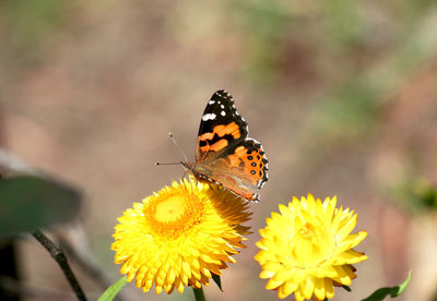 Close-up of butterfly pollinating on yellow flower